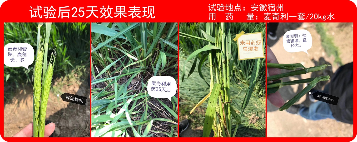 安徽實(shí)驗(yàn)效果.jpg